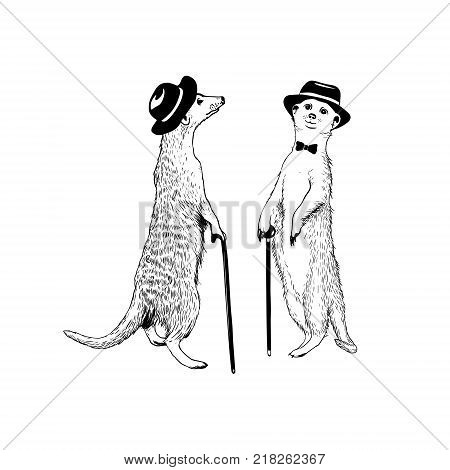 Two walking gentleman meerkats. Vector hand drawn illustration
