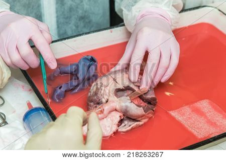 medical practice for students. open heart surgery. Stitching of vessels and stopping of bleeding