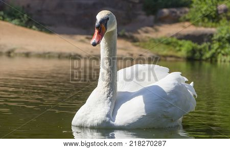 Beautiful white swan with the family in swan lake, romance, seasonal postcard, selective focus