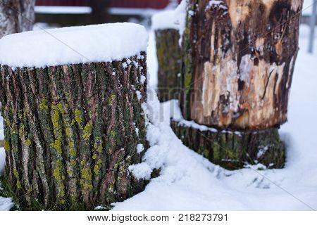 tree stump with snow and grass. moss tree bark with snow