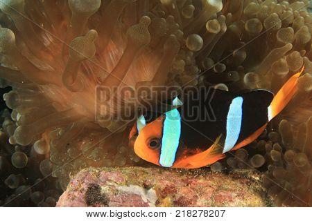 Clarke's Anemonefish (Clownfish) tending eggs
