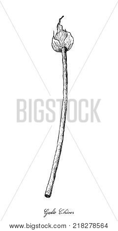 Bulb & Stem Vegetable, Illustration of Hand Drawn Sketch Flowering Garlic Chives or Allium Tuberosum Isolated on White Background