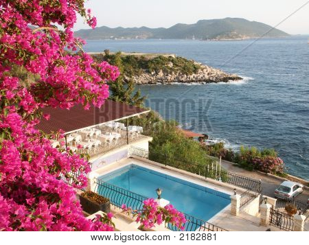 Through Bougainvilleas