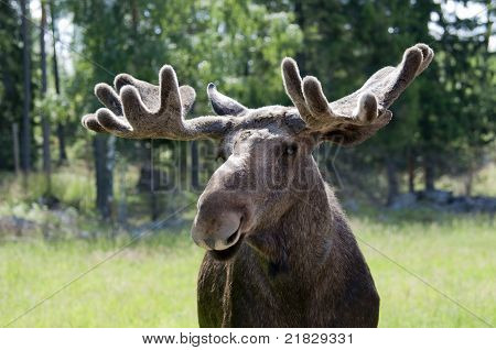 Detailní záběr losa