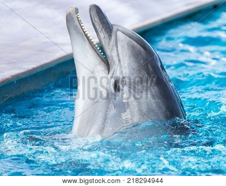 Dolphin in the pool . In the park in nature