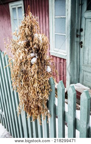 A Chistmas bundle of grain to feed the birds in the winter.
