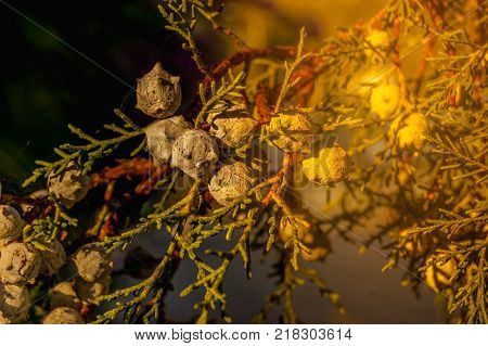 Female cones of a northern white cedar Thuja occidentalis . Brunch of thuya with cones. Thuja part of tree. Coniferous