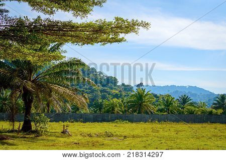 Scenery green garden and meadow in morning with coconut tree palm, Wonderful sunbeam at the natural park