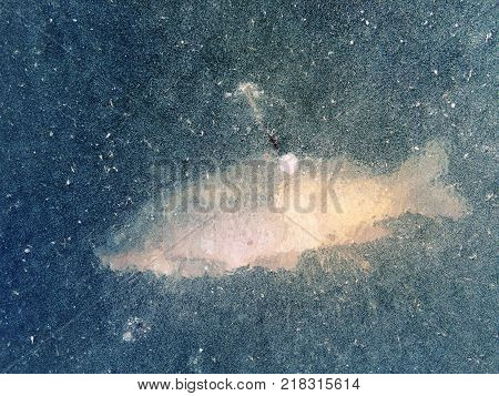 Frozen fish in the river winter texture