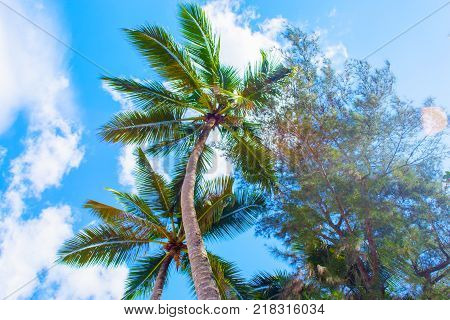 Tropical landscape. Bottom view of the palm trees on background of bright blue sky