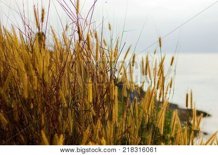 Spikelets on the coast of sea on sunset.