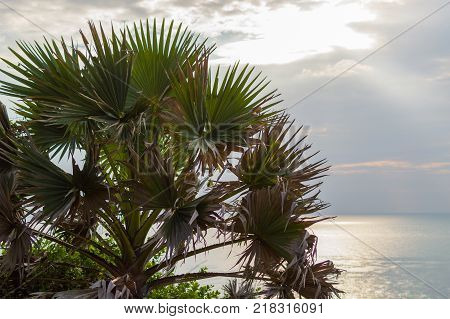 Palms on the coast of sea on sunset.