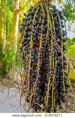 Pepper field at Gia Lai, Viet Nam, group of pepper plant in green, this farm product is export product from Vietnam to Asia, vegetable growing in bush, and plant in many areas Binh Phuoc, Dak Lak.
