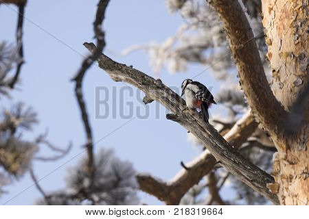 Woodpecker on a tree branch. Close-up. Russia, the winter Siberian forest.