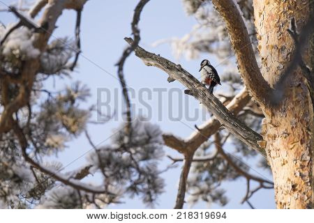 Woodpecker on a tree branch. Close-up. Russia, the winter Siberian forest.
