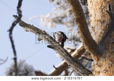 Woodpecker on a tree branch. Close-up. Russia, the winter Siberian forest.