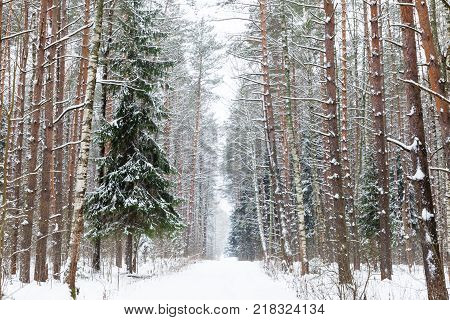Winter Woods