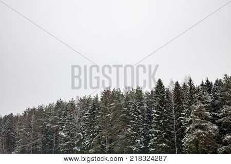 Winter Woods