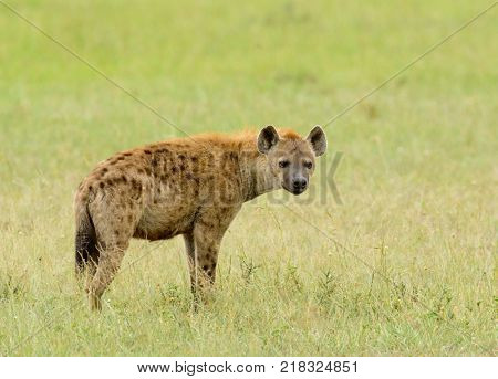 Closeup of Spotted Hyena (scientific name: cCrocuta crocuta, or 