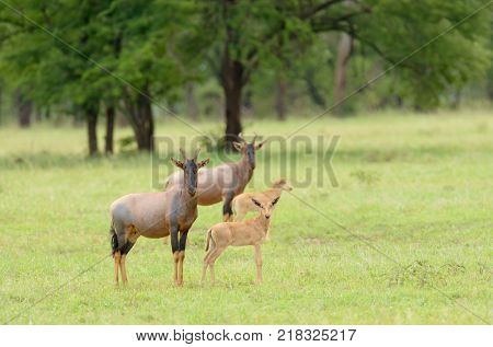Topi (scientific name: Damaliscus lunatus jimela or 