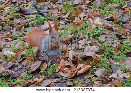 The red squirrel stands on its paws and eats sunflower seeds. The squirrel looks and gets informed