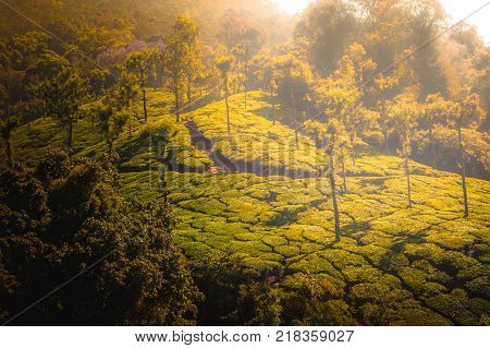 Coonoor, green field, tea plantation. Nilgiri mountain railway India Munnar