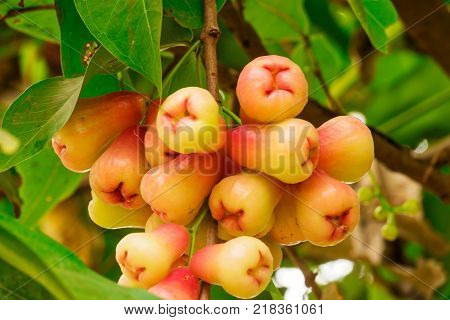 Java Apple On Tree close up of red tropical fruit