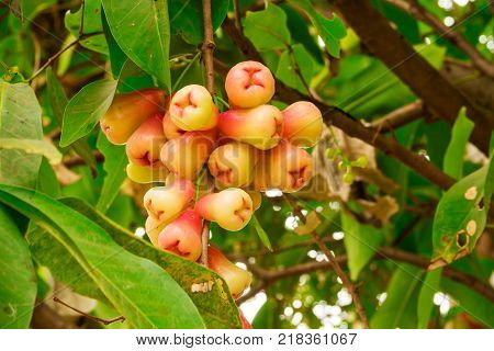 Java Apple On Tree close up of red tropical fruit