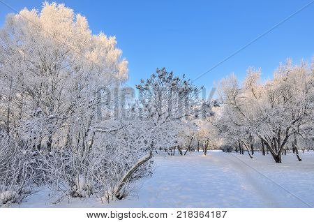 Beauty of winter landscape in snowy park at sunny day. Wonderland with white snow and hoarfrost covered trees and bushes at sunlight - beautiful winter fairy tale