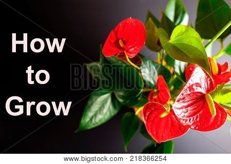 Picture of a home flower Flamingoblume or Anthurium. Concept illustration of an article on house plants.