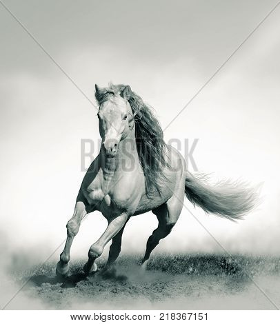 Young welsh pony stallion with long mane in summer
