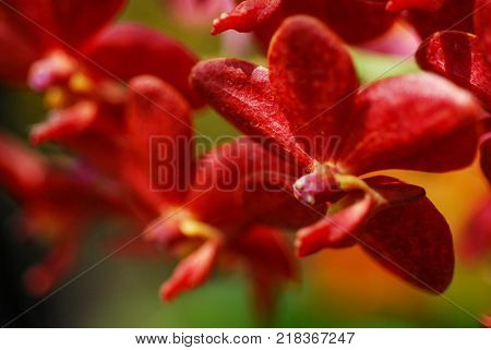 close up beautiful red orchid in the garden