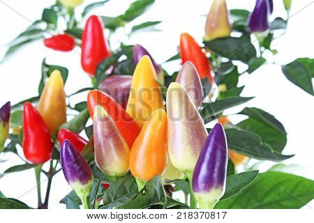 Chili mini mixed color chilies. Tricolor blue purple yellow Red chili. Fresh spice vegetable. Strong hot red sweet chili paprika pepper. Mini chili.