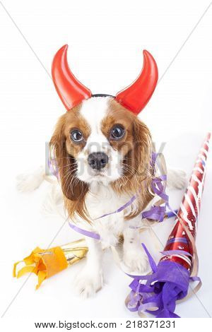 Happy new year. Cavalier king charles spaniel party dog photo. Beautiful cute cavalier puppy dog on isolated white studio background. Trained pet photos for every concept. Cute.