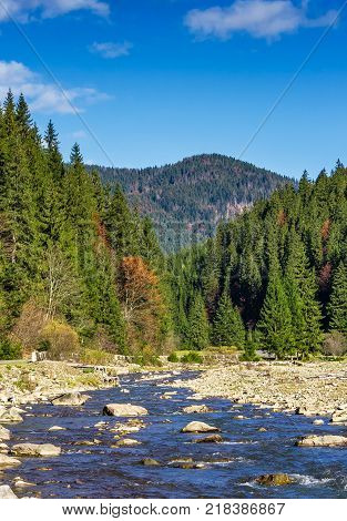 autumnal landscape with narrow river in spruce forest. beautiful nature scenery mountainous area under blue sky with clouds