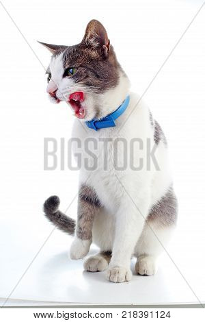 Cat licking in blue collar. Domestic cat on isolated white studio background. Silver and grey and white pattern. Cat colors. Trained cute cat kitten. Cute,