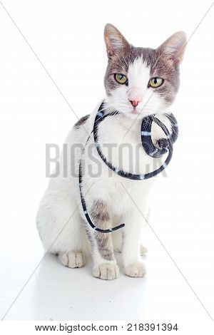 Cat with snake. Domestic cat on isolated white studio background. Silver and grey and white pattern. Cat colors. Cute.