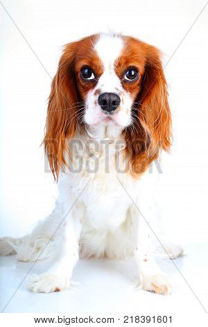 Cavalier king charles spaniel dog photo. Beautiful cute cavalier puppy dog on isolated white studio background. Trained pet photos for every concept.