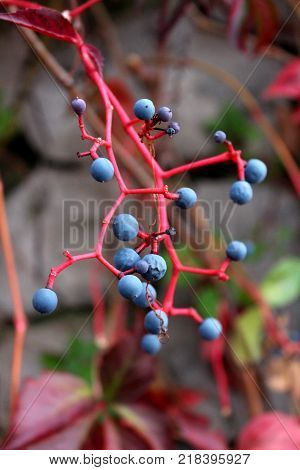 Virginia creeper or Victoria creeper plant with intensive red twig and blue berries also called Five-leaved ivy or five-finger in autumn