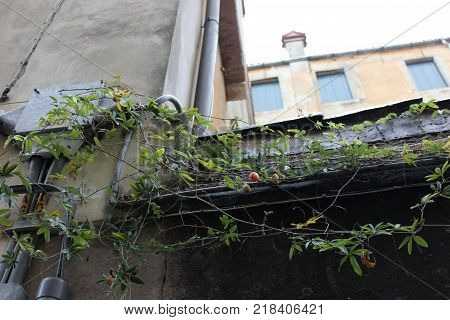 Building walls with pipes and climbing pland with fruits. City scape view with rambling green plant.