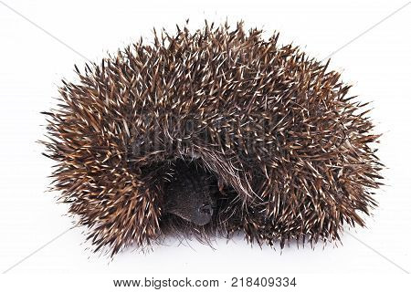 Wild Hedgehog on isolated white studio background. Closeup photo. Clipping path. Easy to use. White background. Cutout cut out.