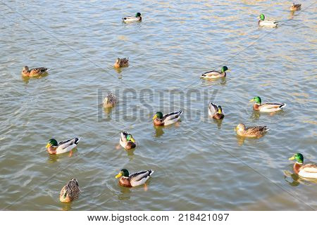 Ducks swimming in the pond. Wild mallard duck. Drakes and females.