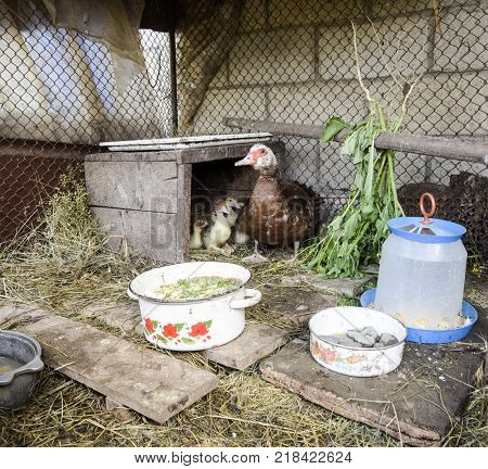 Muscovy Duck Mother With Ducklings. Ducklings Of A Musky Duck. Ducklings Of A Musky Duck In The Shel