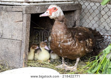 Muscovy Duck Mother With Ducklings. Ducklings Of A Musky Duck. Ducklings Of A Musky Duck In The Shel