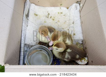 Ducklings of a musky duck. Ducklings of a musky duck in the shelter with hay on a floor and a box for a lodging for the night.
