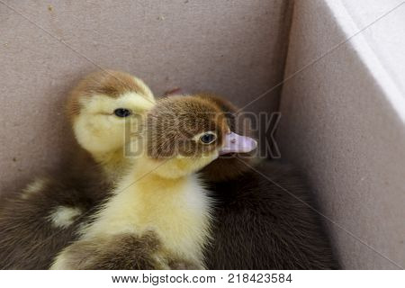 Ducklings of a musky duck. Ducklings of a musky duck in the shelter with hay on a floor and a box for a lodging for the night.