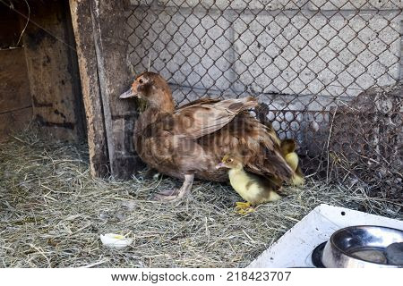 Muscovy duck mother with ducklings. The musky duck. The maintenance of musky ducks in a household.