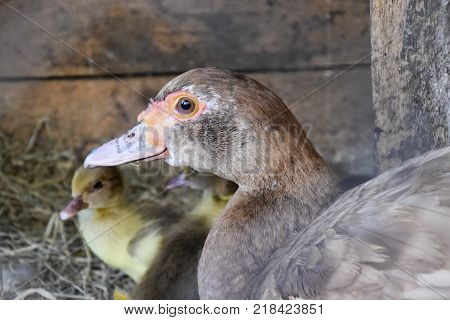 Muscovy duck mother with ducklings. The musky duck. The maintenance of musky ducks in a household.