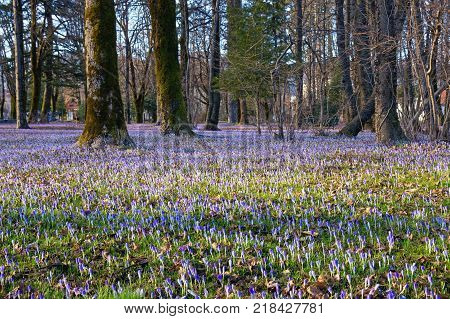 Springtime - glades of flowering crocus (Crocus Vernus) in park. Cetinje, Montenegro