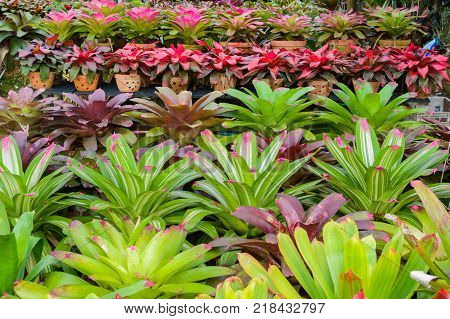rows of young growth plant hanging pot in farm factory, plant nursery, mass production plants for flowers and decorative plant retail and export business.